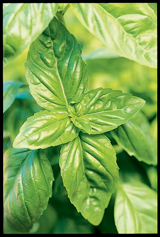 Keeping the Fresh in Herbs