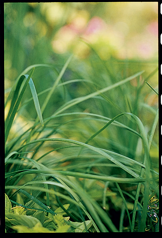 08/21/04Chives (Allium)