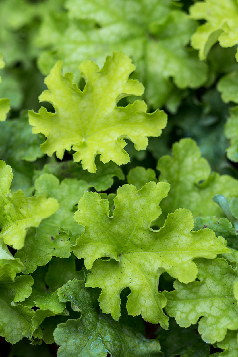 coral-bells-heuchera-lime-ruffles