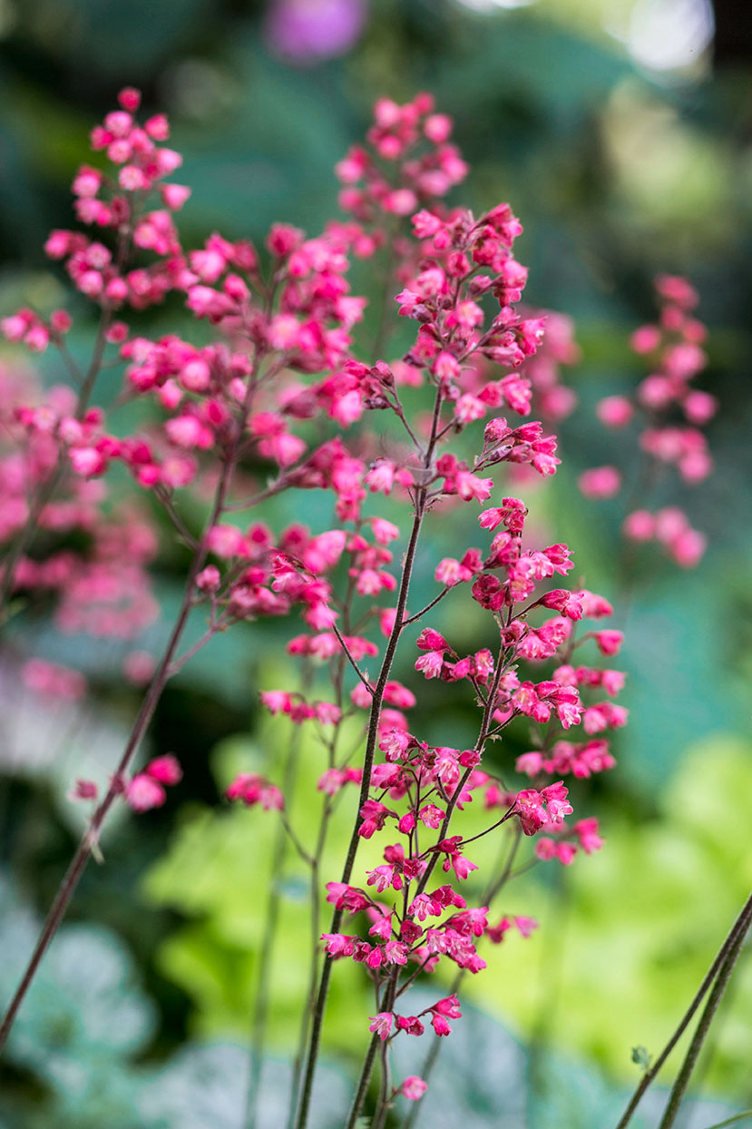 coral-bells-heuchera-paris