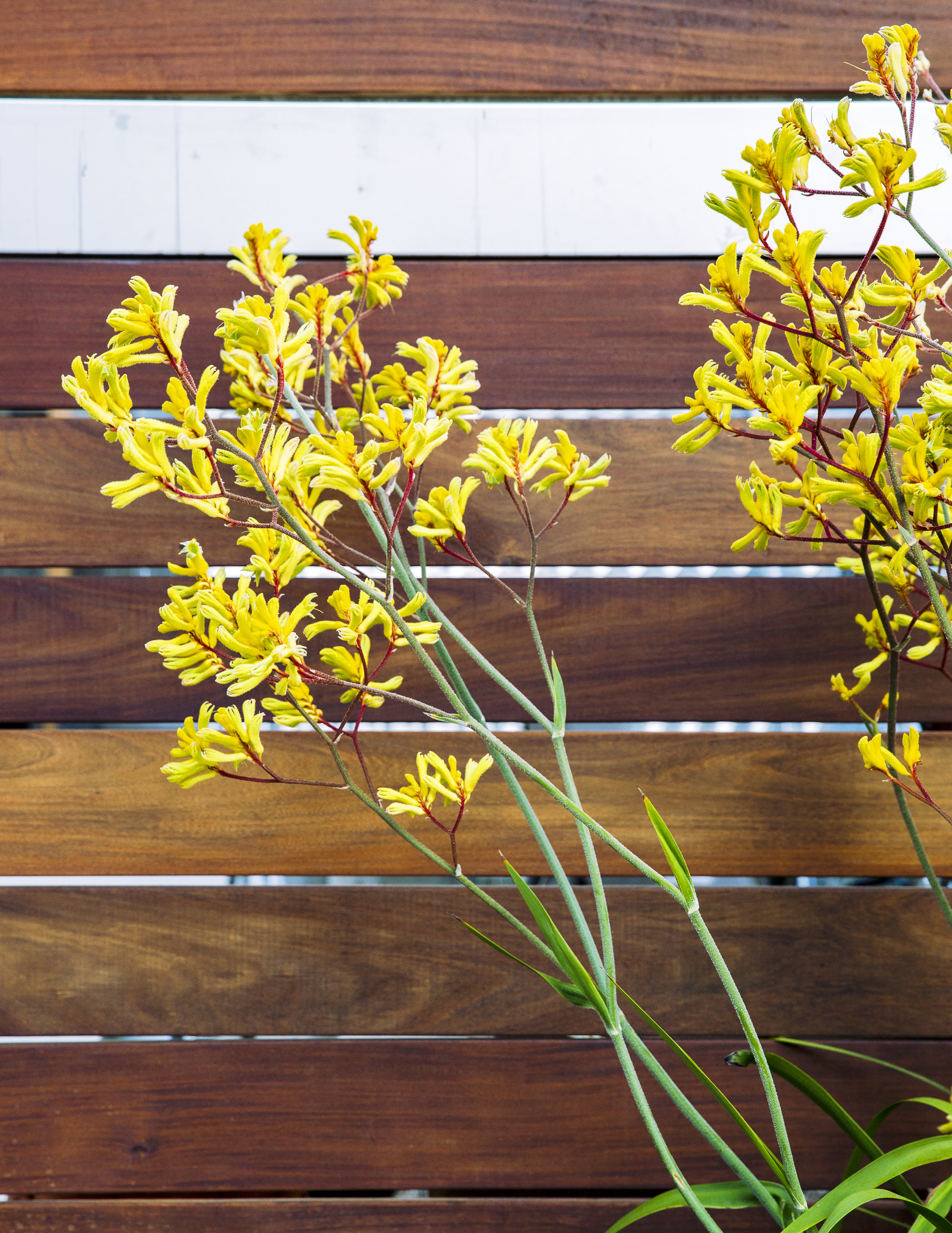 favorite-plants-for-a-hill