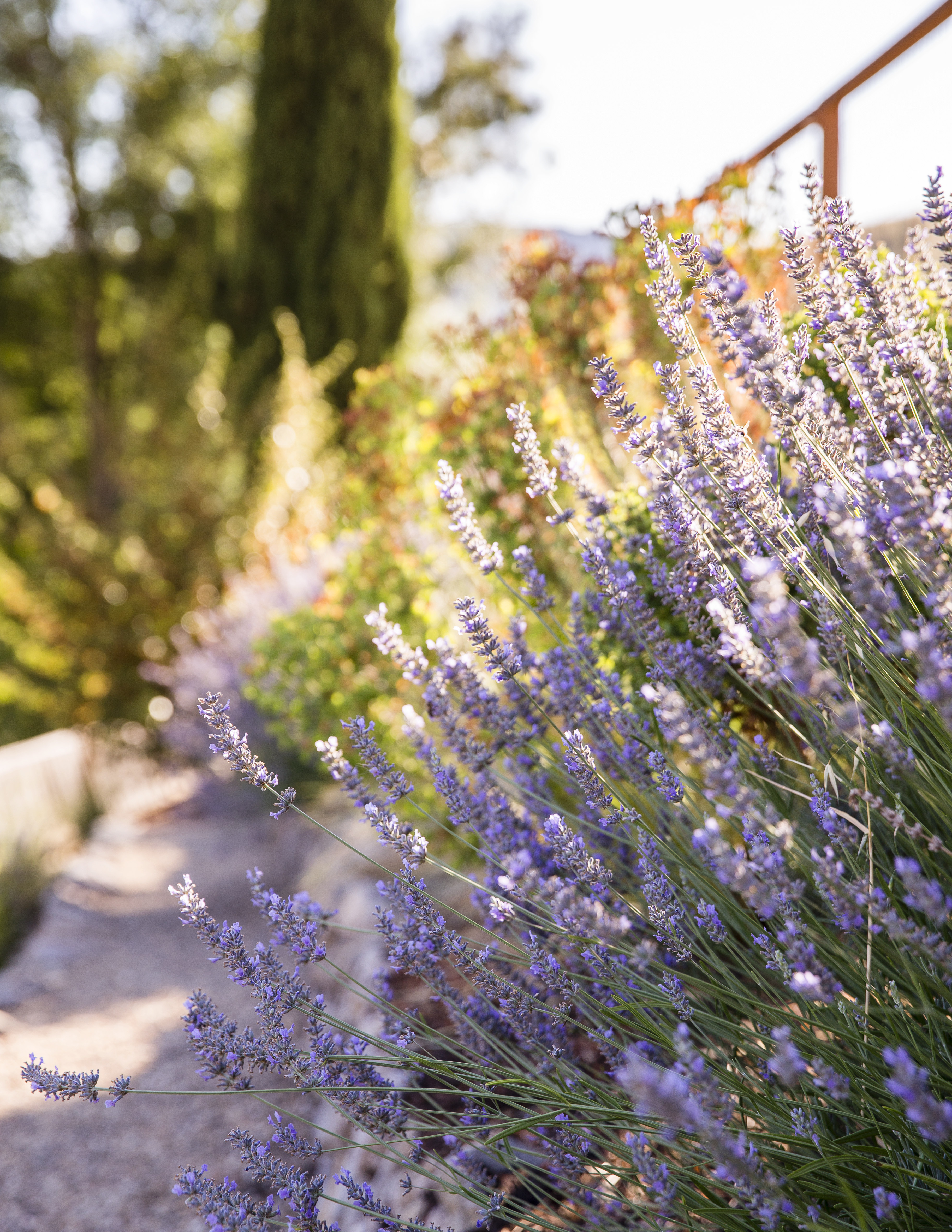 lavender-lavandula-x-intermedia-provence