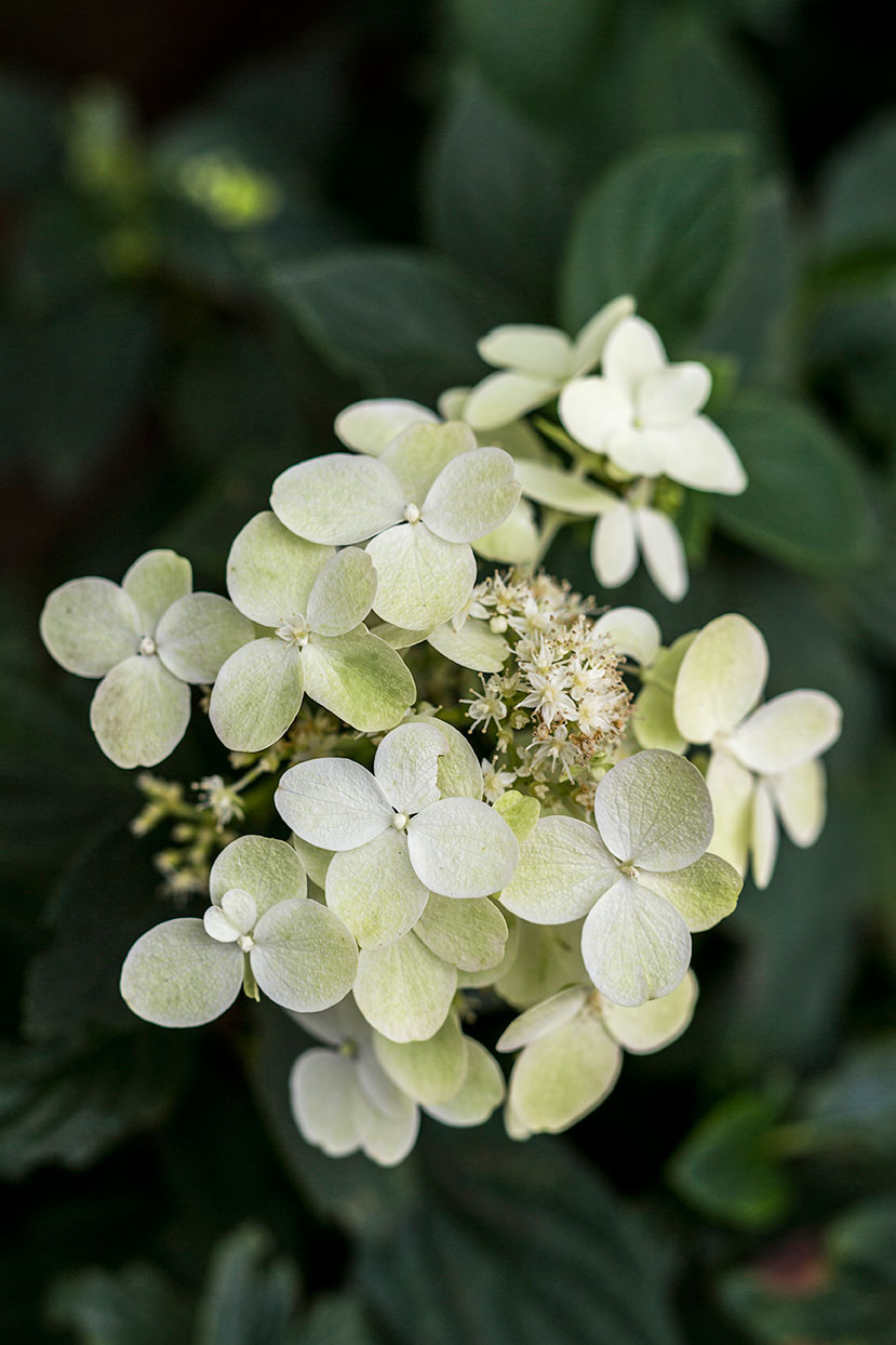 hydrangea-paniculata-fire-light