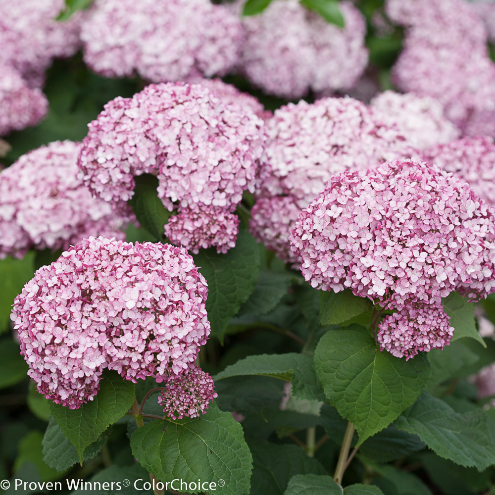 incrediball-blush-hydrangea