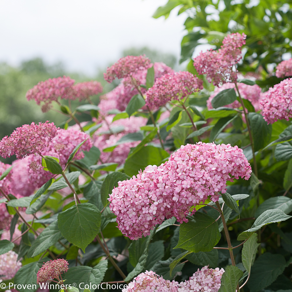 invincibelle-spirit-ii-hydrangea