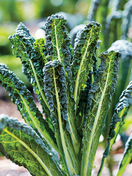 toscano-kale