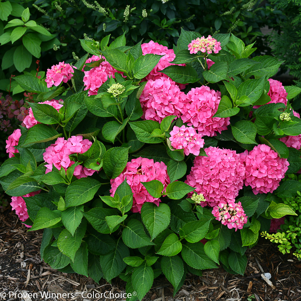lets-dance-rave-hydrangea