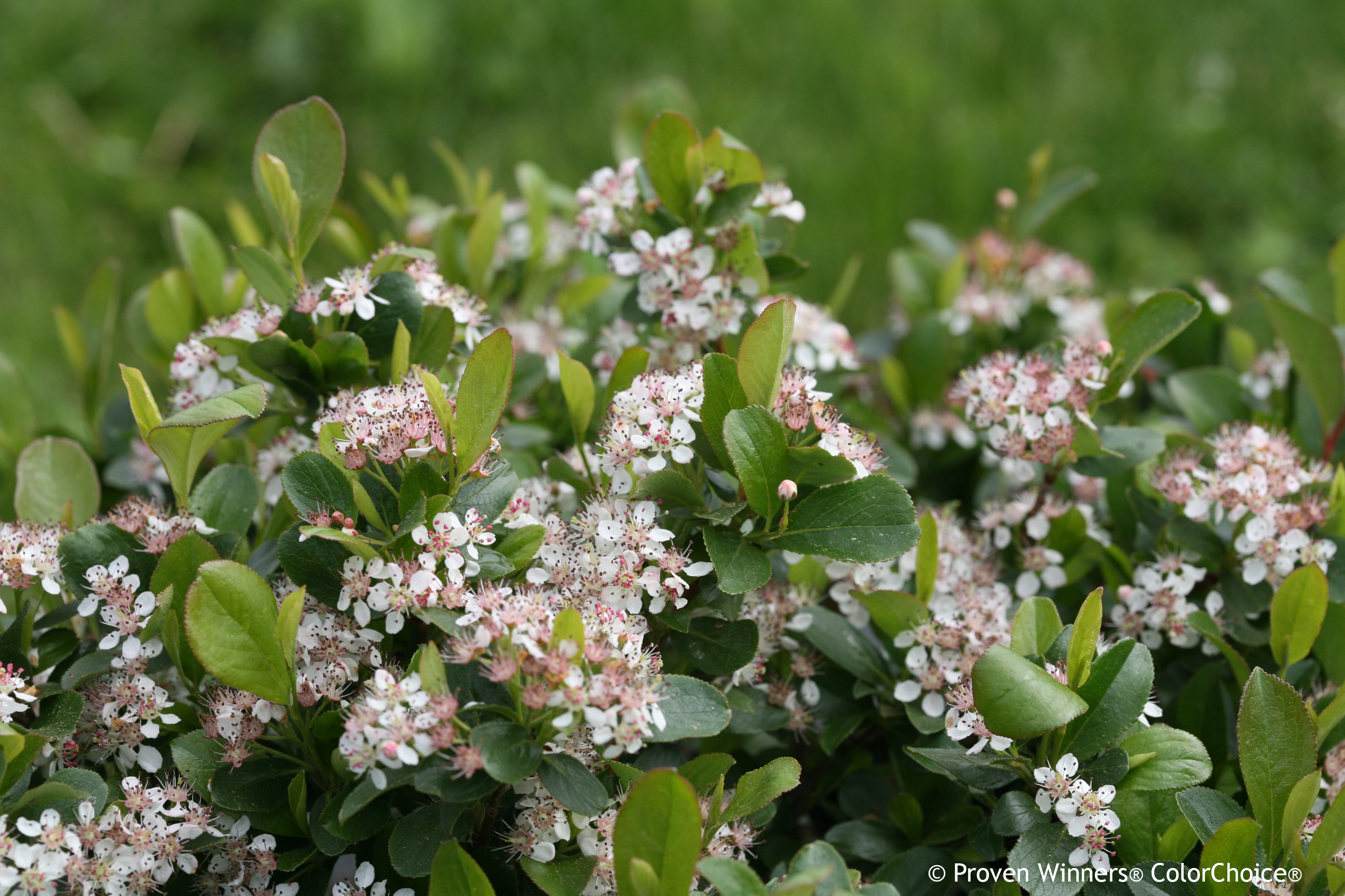 low-scape-mound-chokeberry-aronia