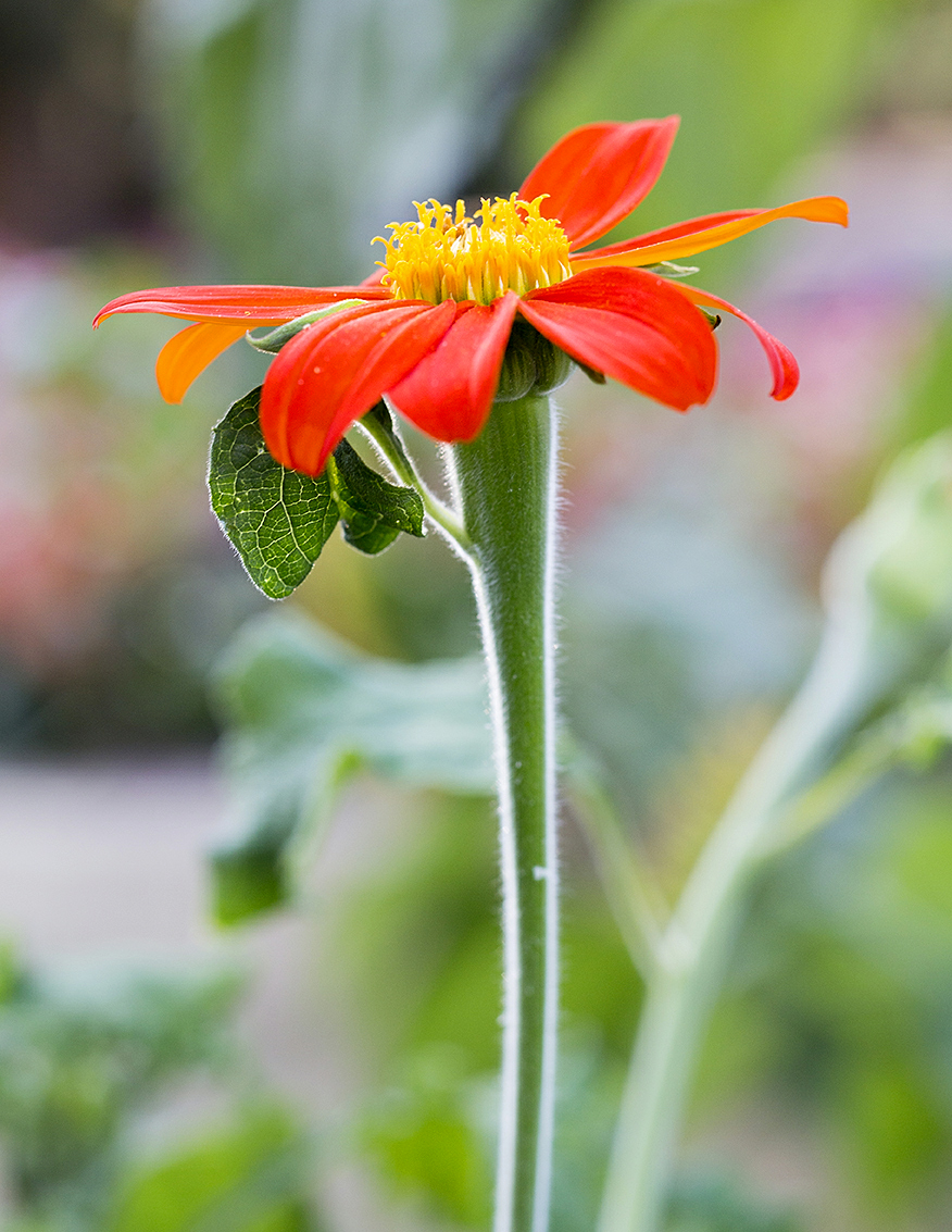 mexican-sunflower-tithonia-rotundifolia
