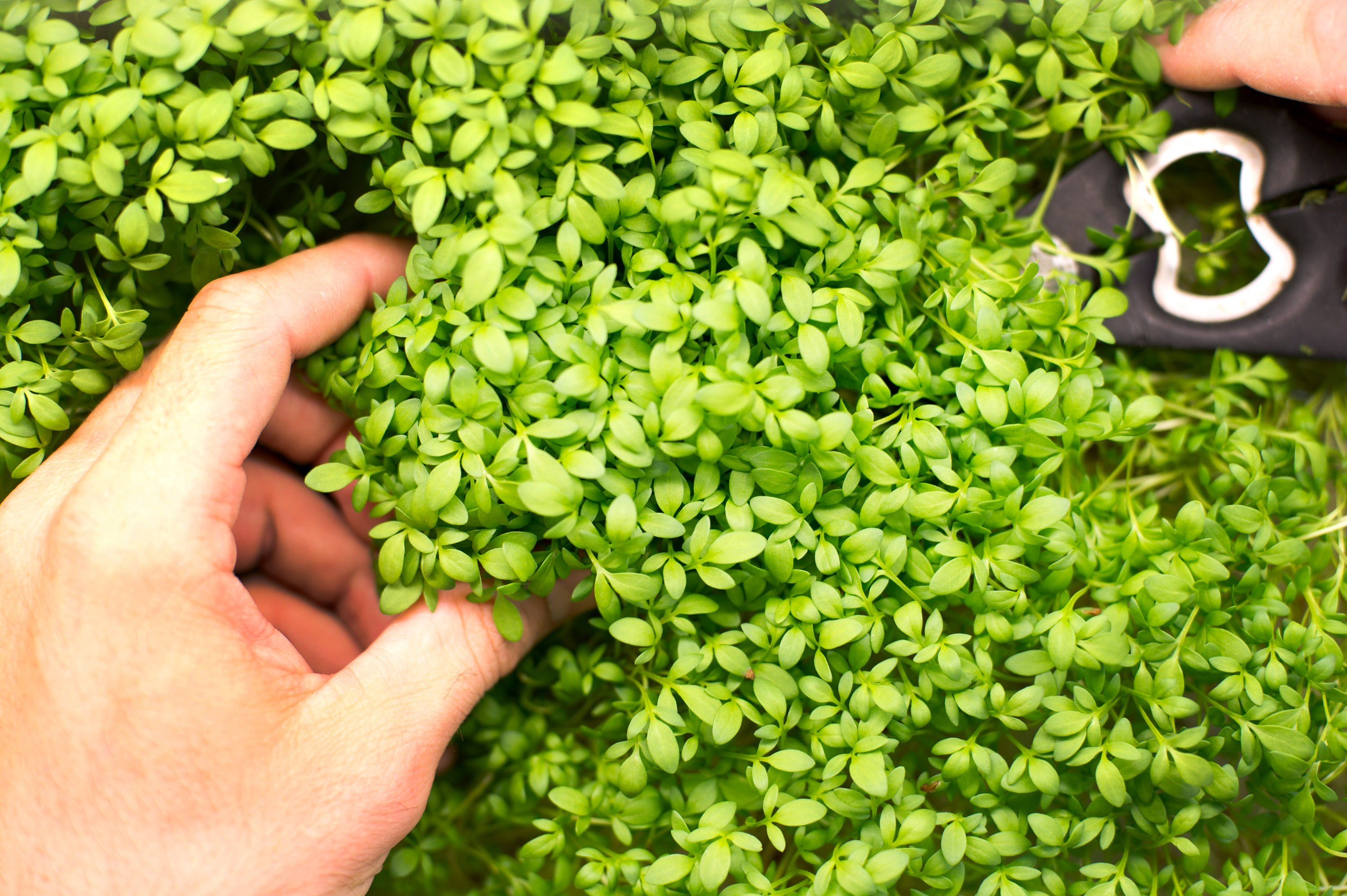 Easy-Grow Micro Greens