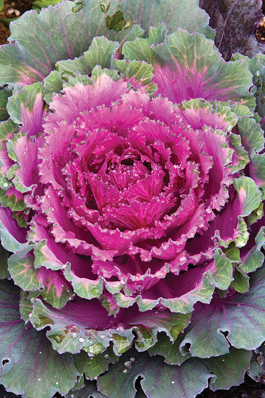 ornamental-kale