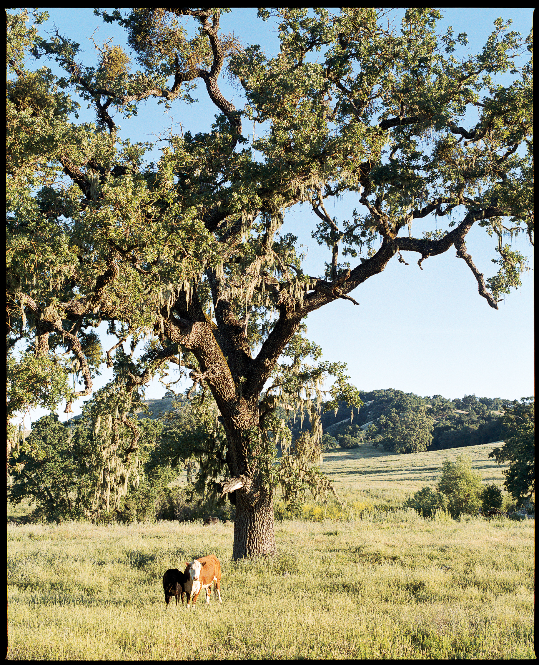 Exploring California’s Biggest Wine Country