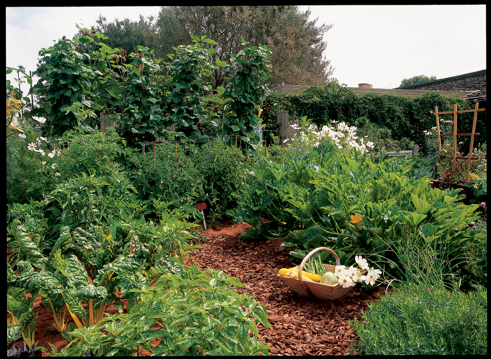 Keyhole vegetable garden