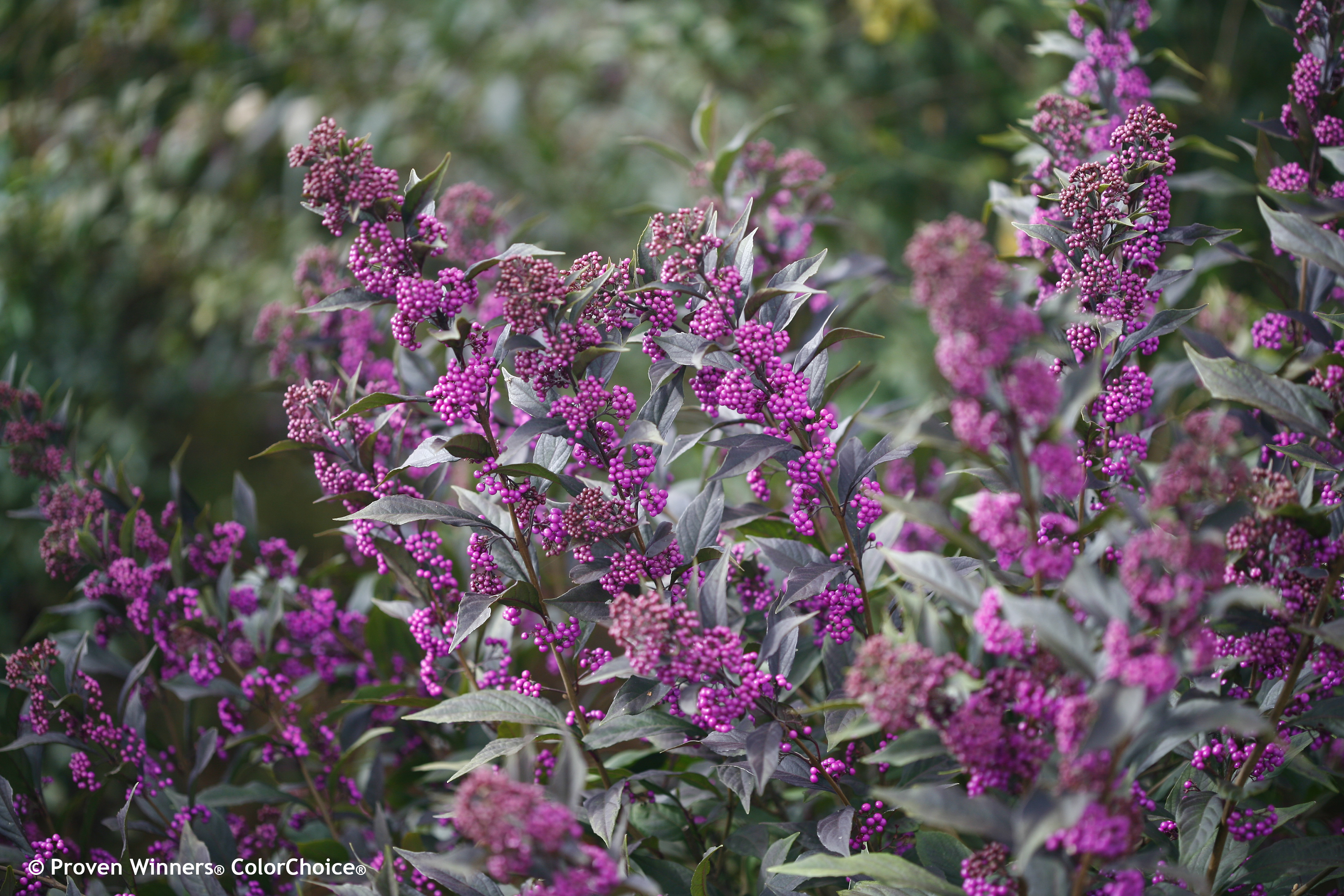 pearl-glam-beautyberry-callicarpa
