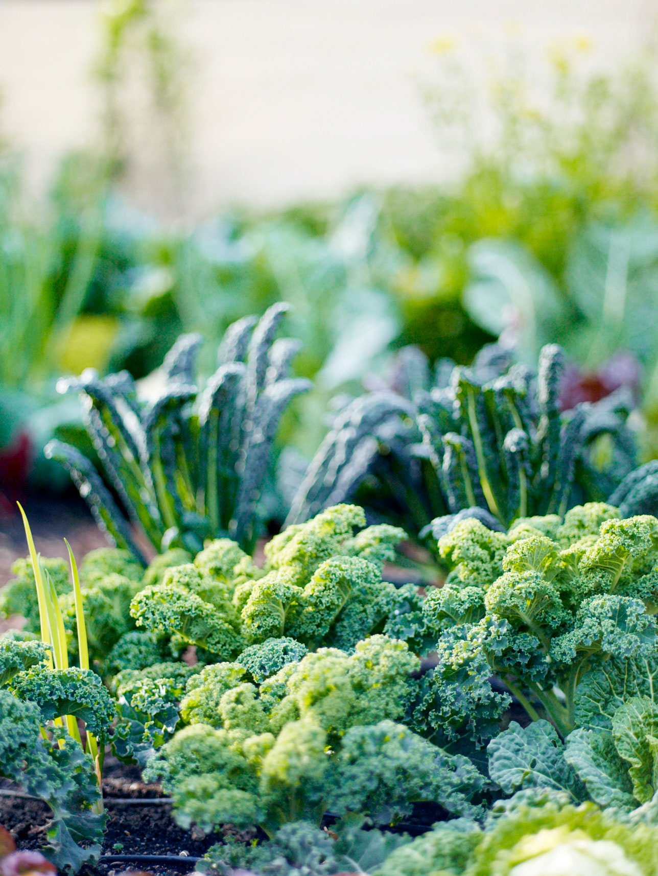 Have Too Much Kale? Cook This!