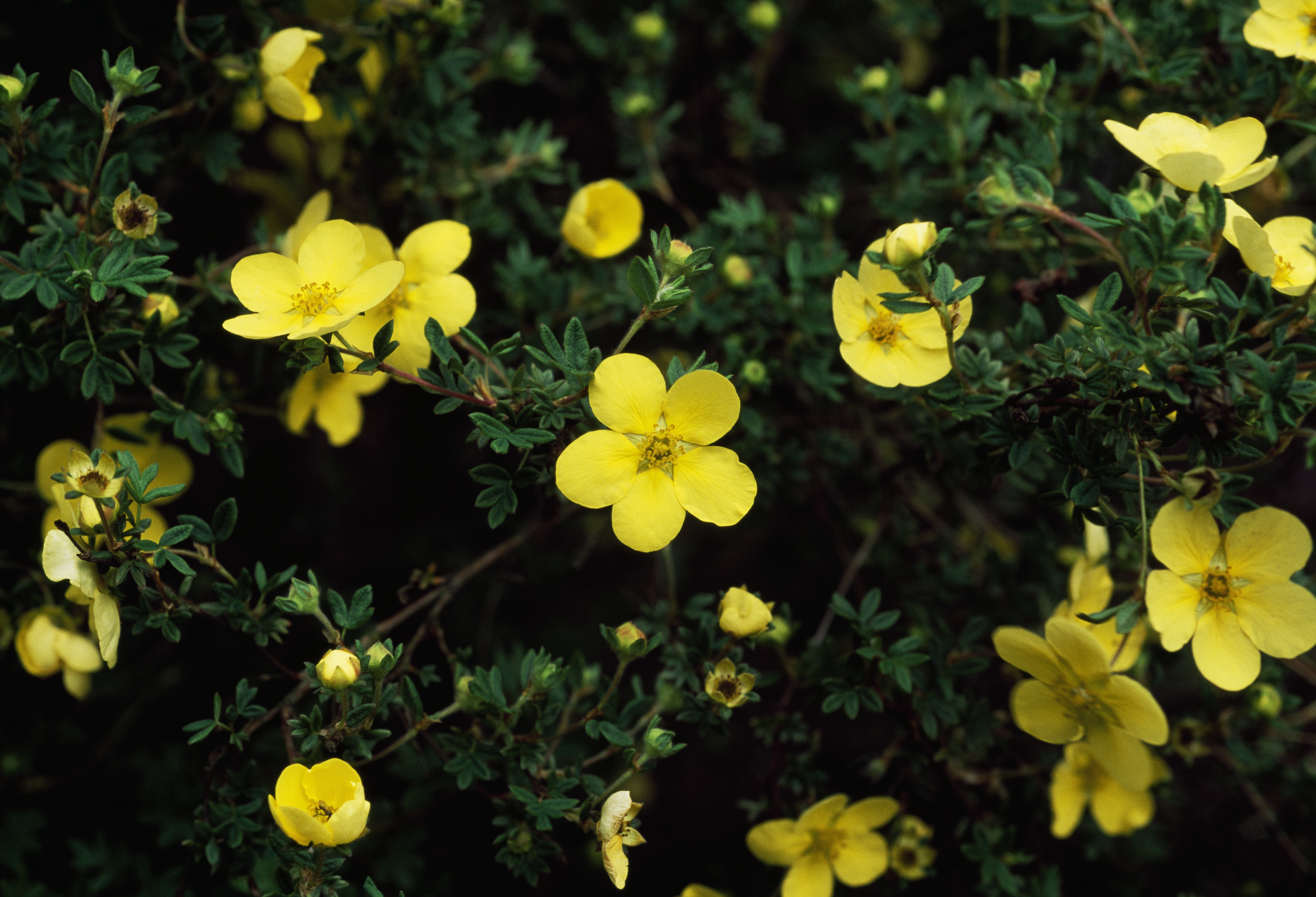 Cinquefoil (<i>Potentilla fruticosa</i>)