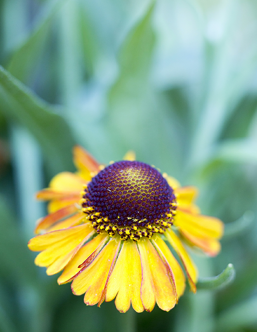 sneezeweed-helenium