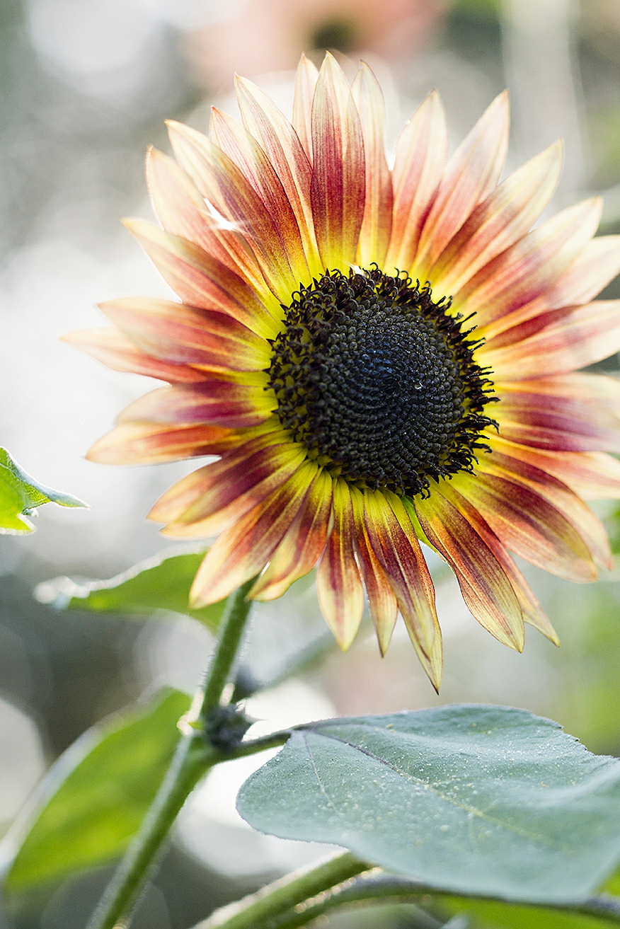 sunflower-autumn-beauty