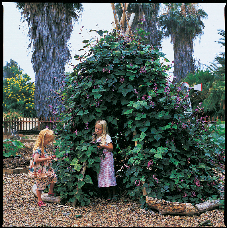 A Vine-Covered Tepee