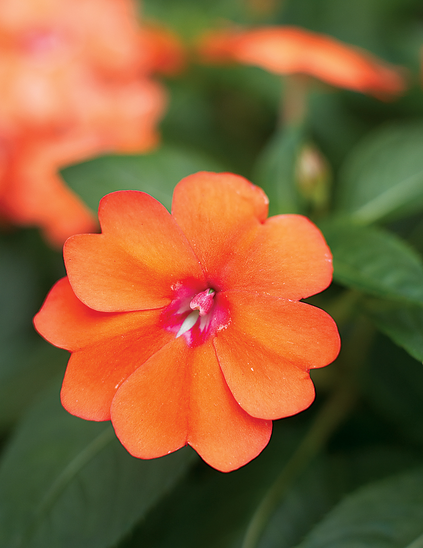 Vibrant Summer Blooms