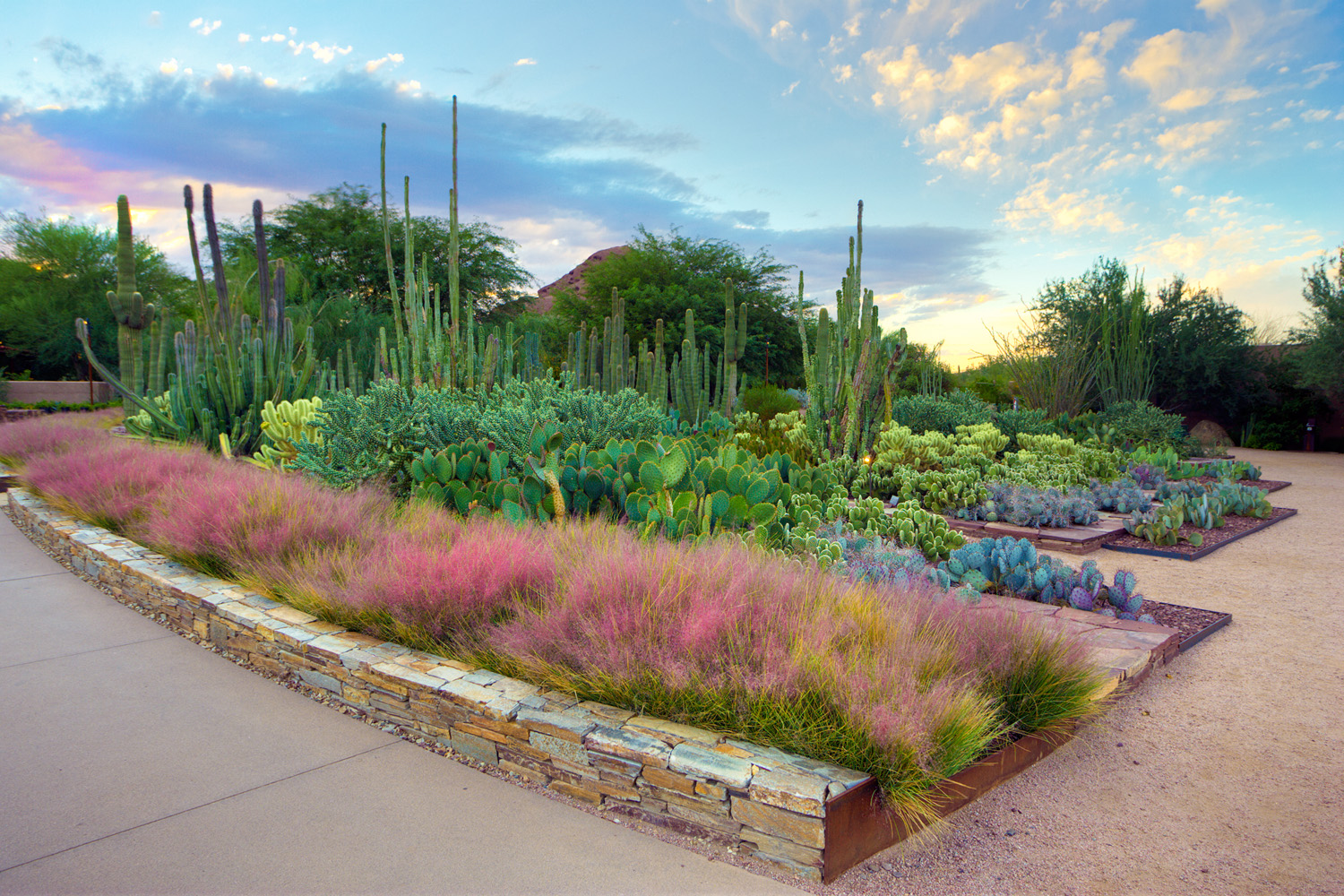 cactus-as-canvas-phoenix-az