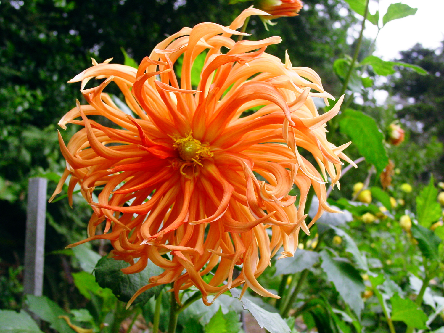 floral-fantasia-fort-bragg-ca