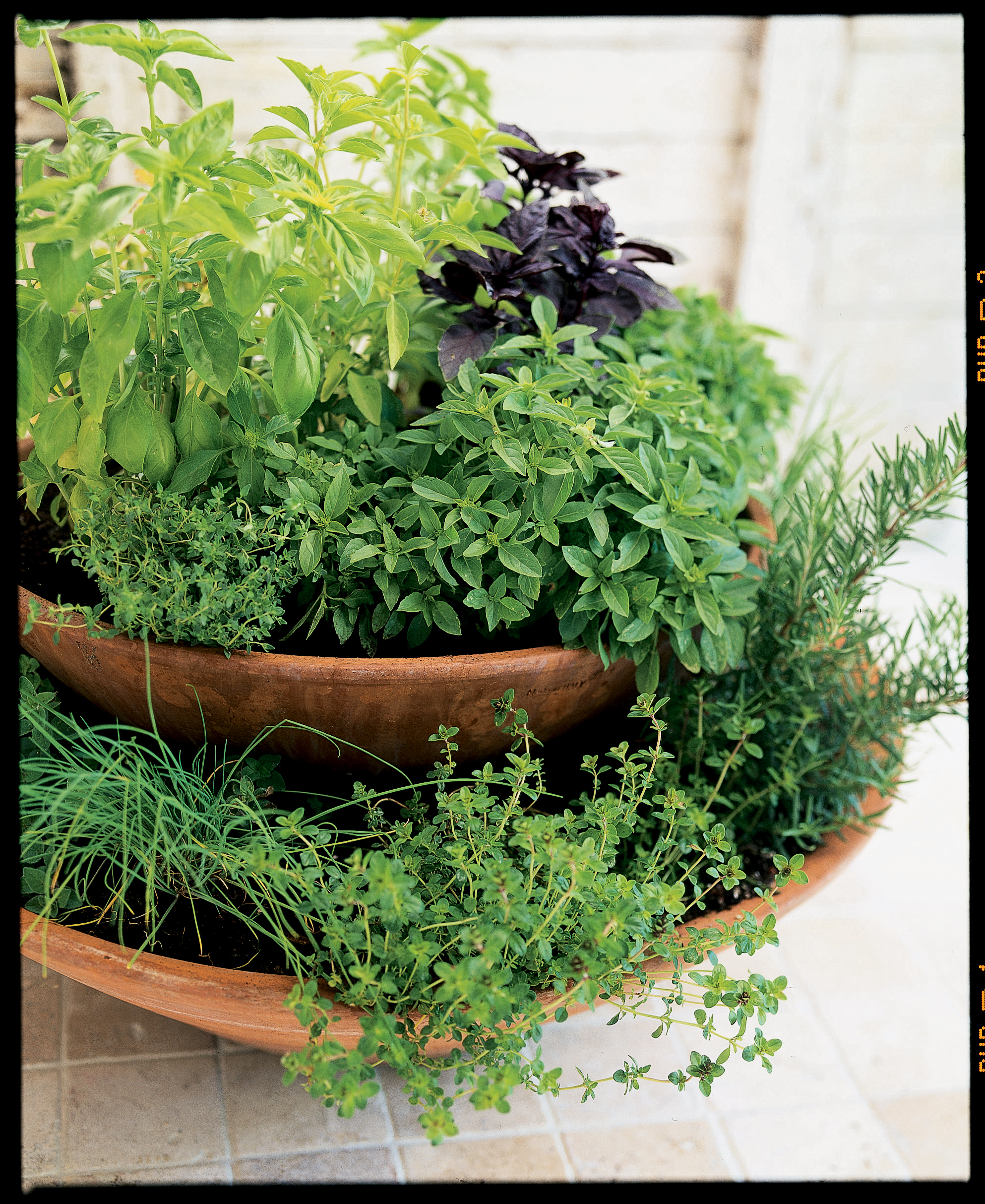 Essential herbs: Perennials