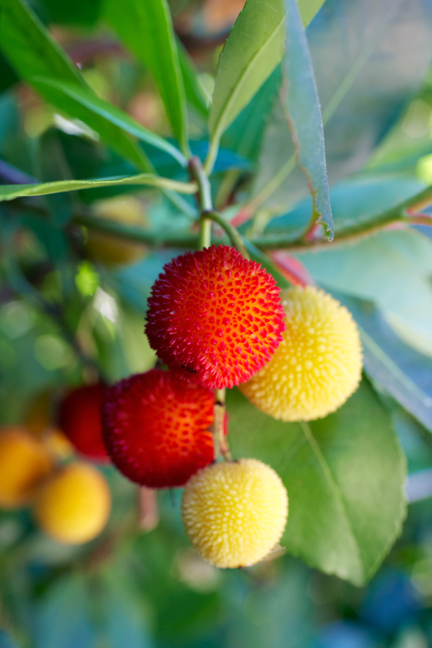 strawberry-tree-arbutus-unedo