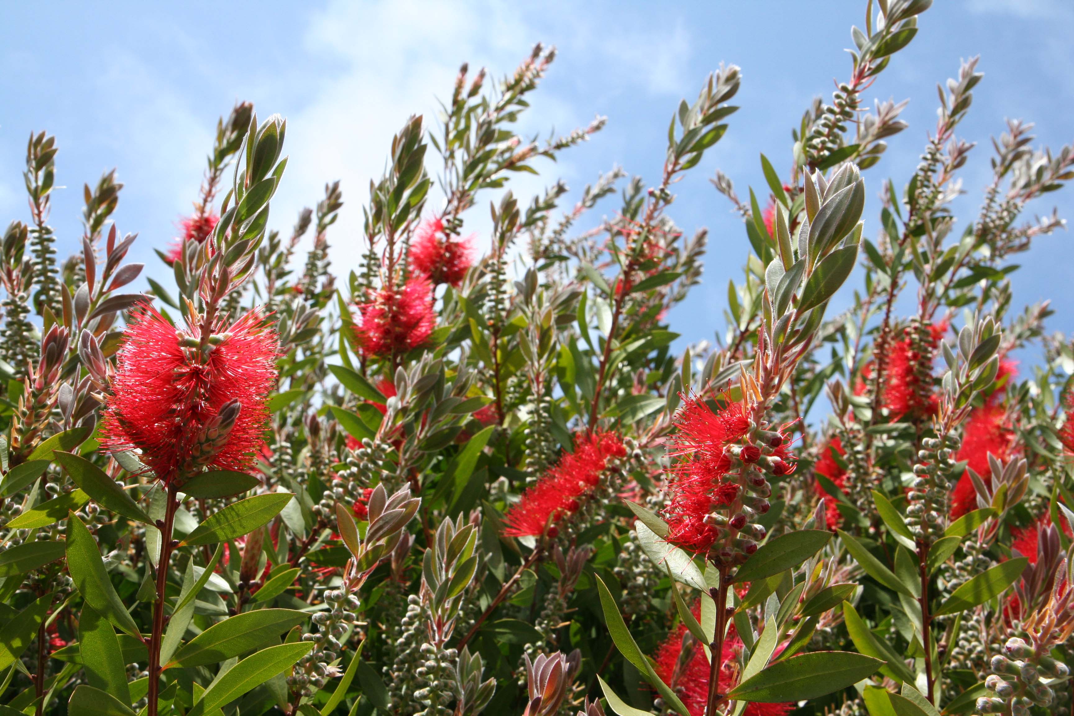 bottlebrush-callistemon