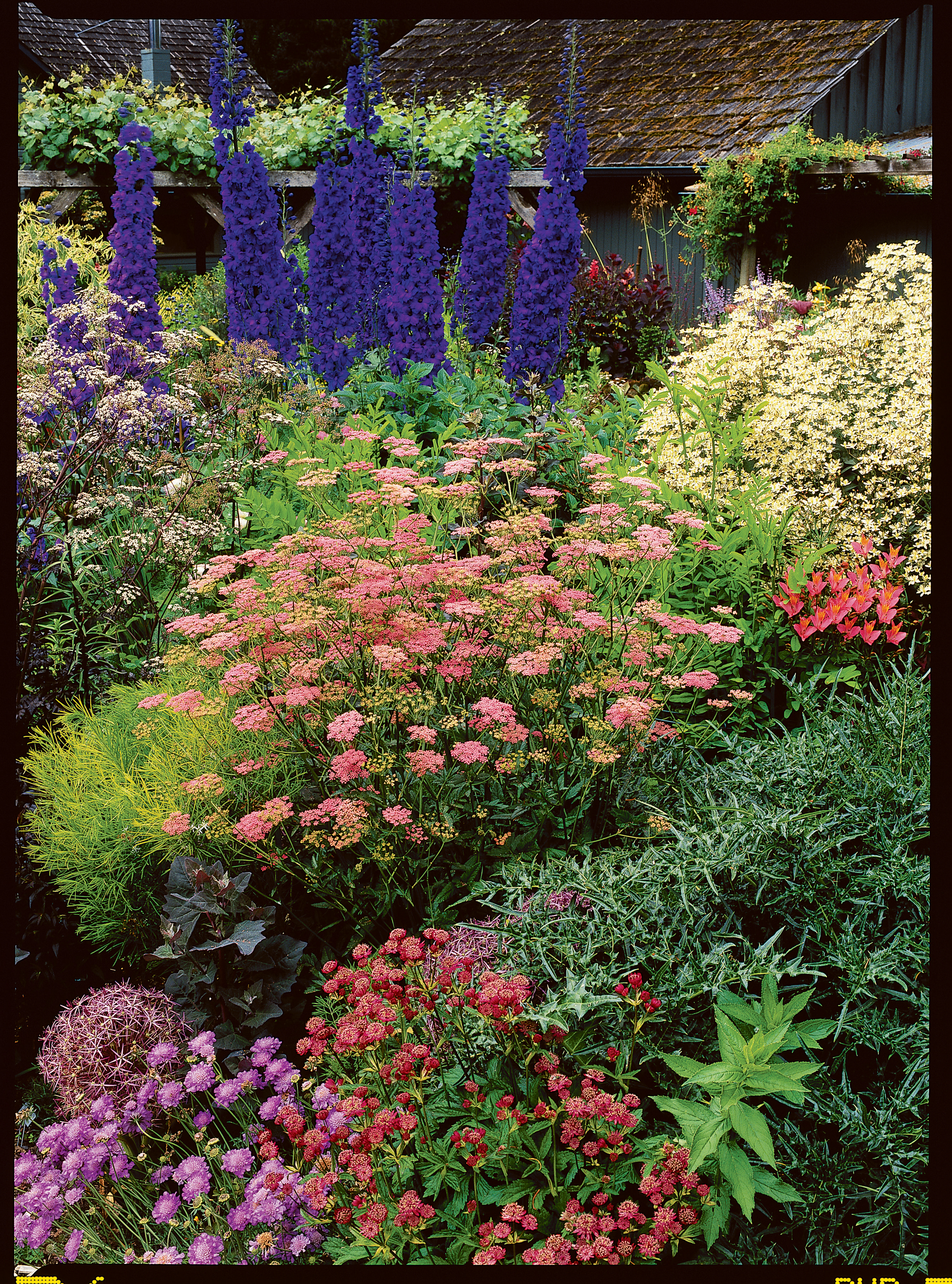 step-1-pick-plants-for-a-cottage-effect