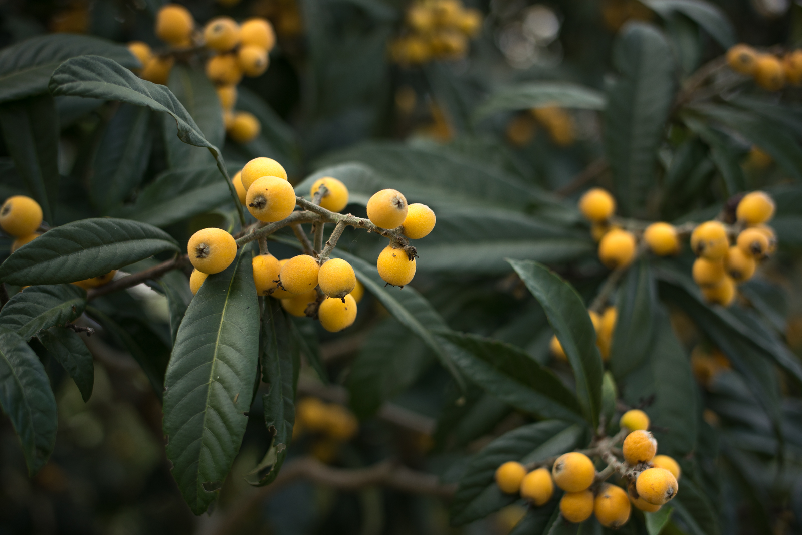 loquat-eriobotrya