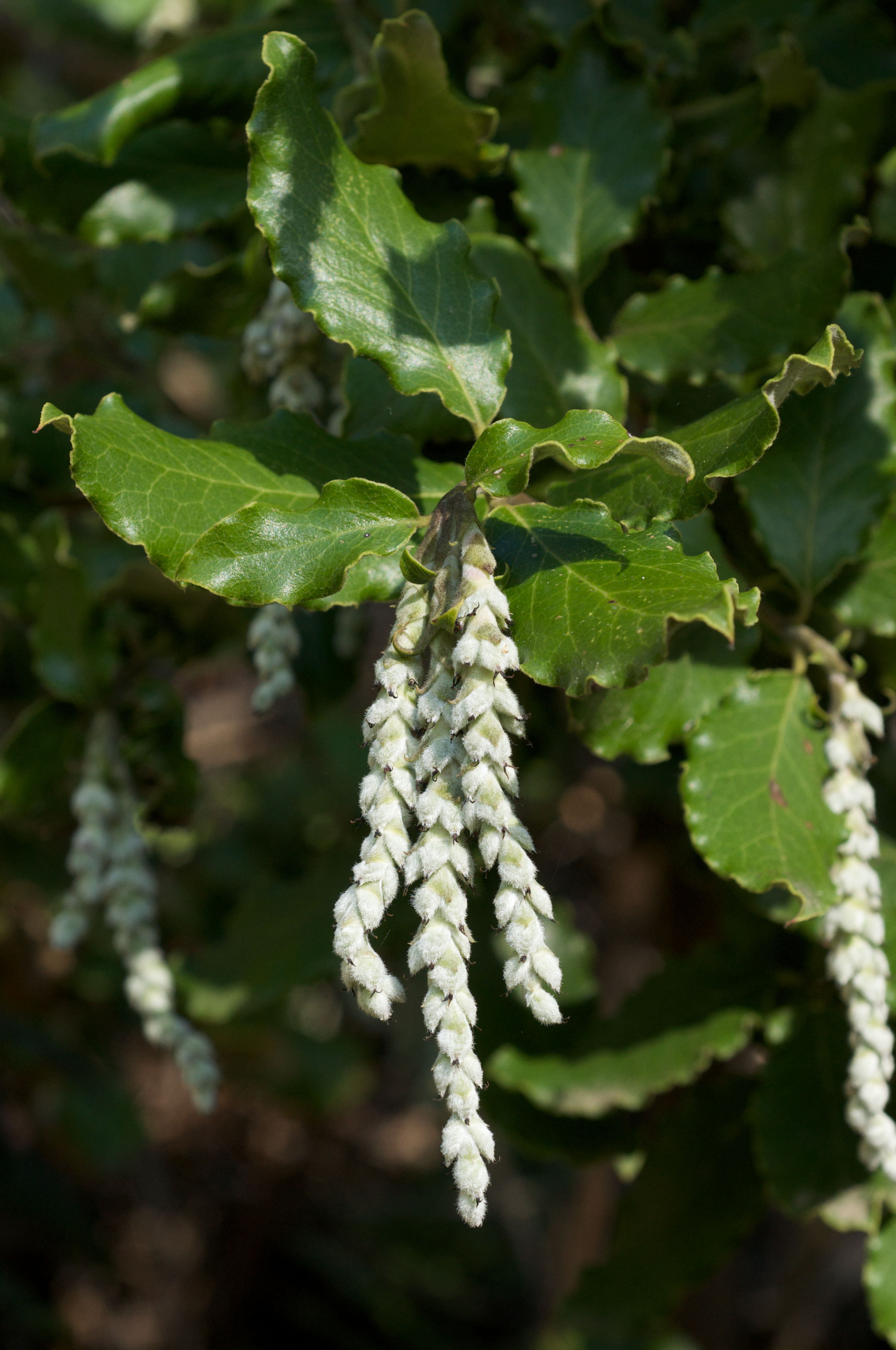 coast-silktassel-garrya-ellliptica