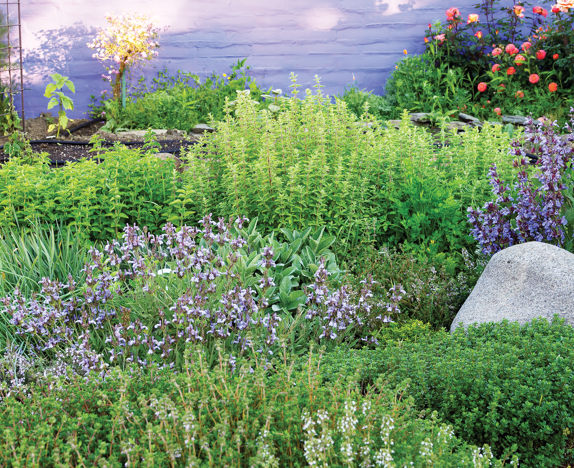 Grow These Edible Herbs That Keep Weeds Away Sunset Sunset