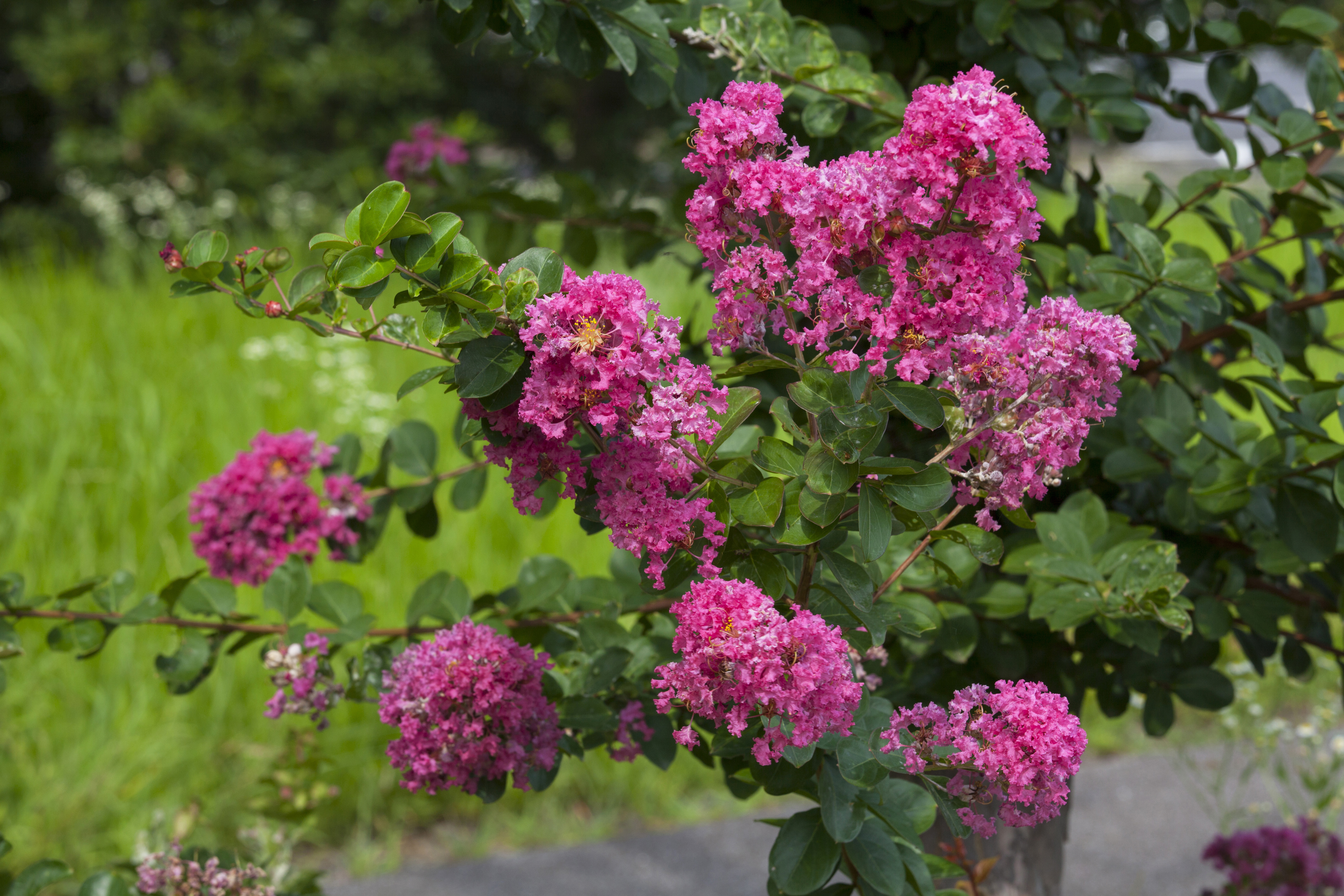 crape-myrtle-lagerstroemia-indica