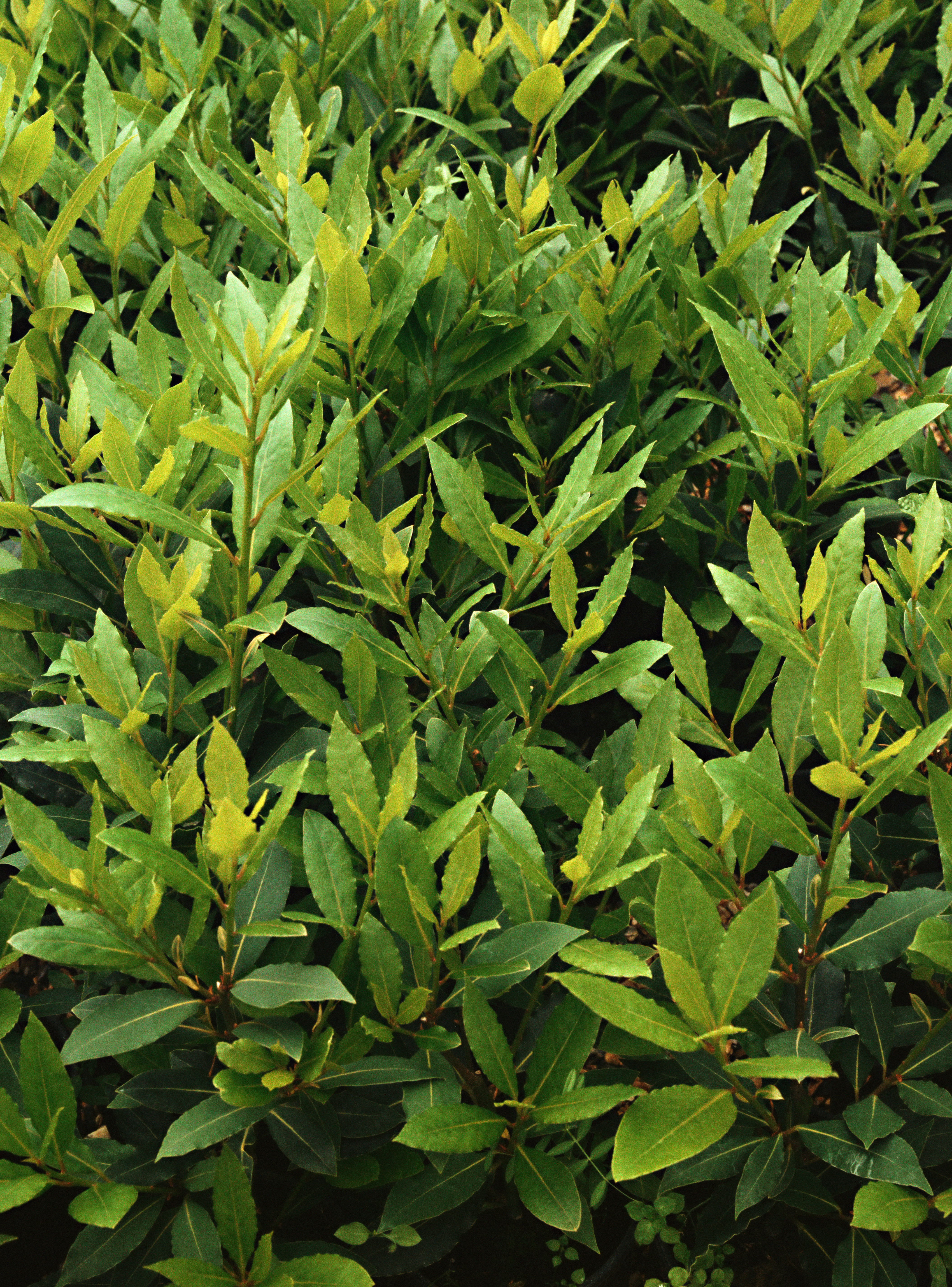 sweet-bay-laurus-nobilis