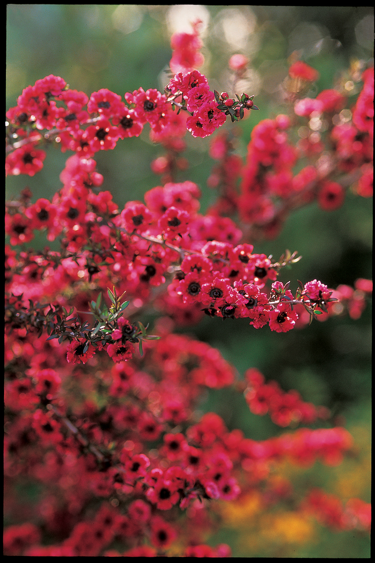 tea-tree-leptospermum