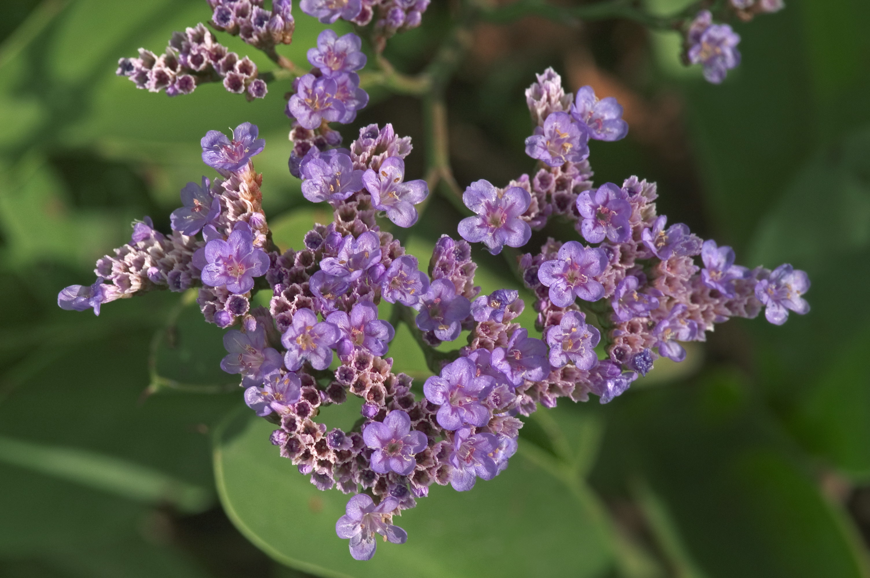  low-water flowers