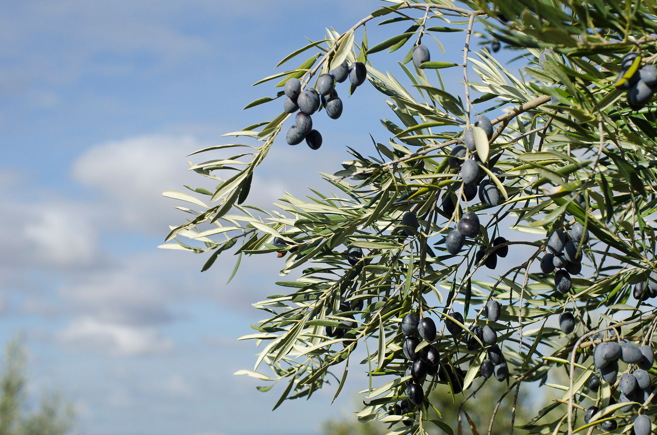 olive-olea-europaea