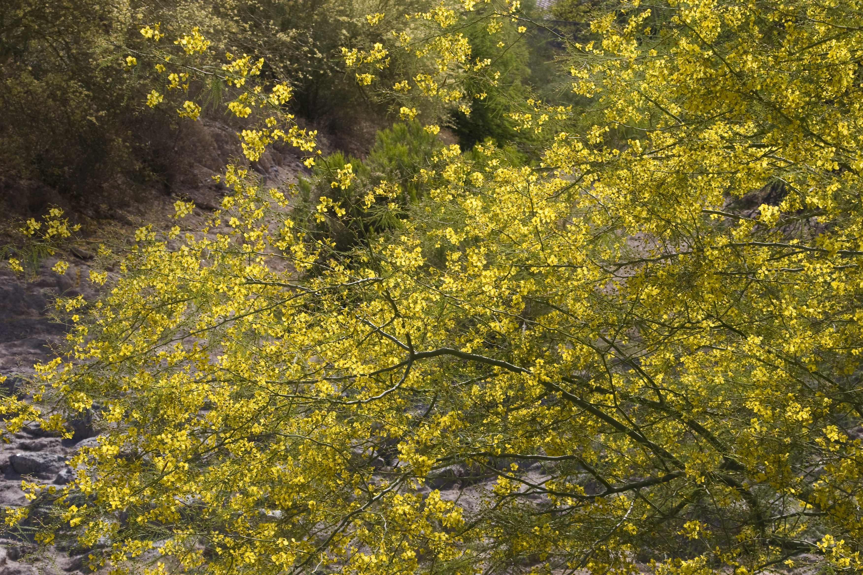 palo-verde-parkinsonia-aculeata