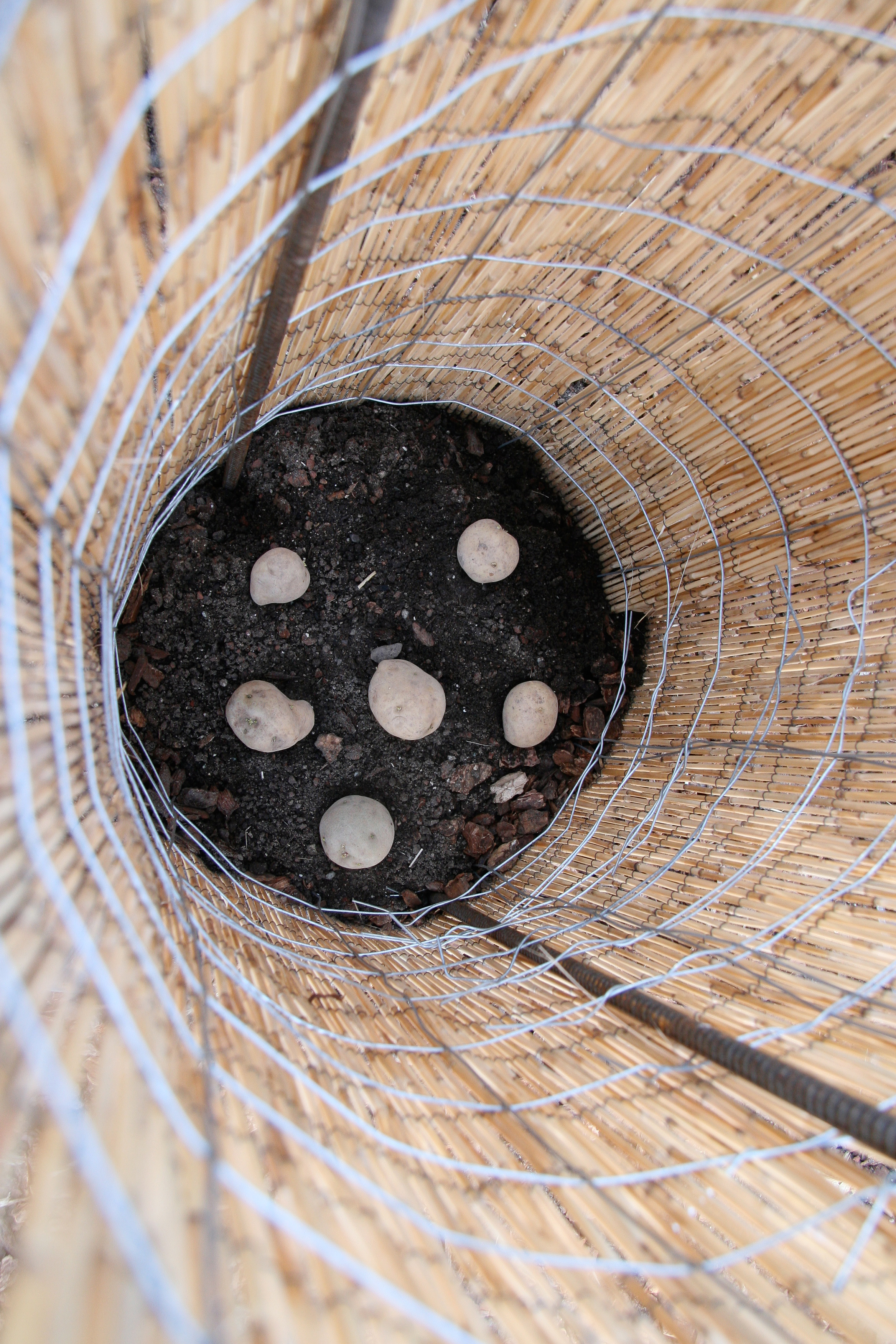 potato-towers-planting-time