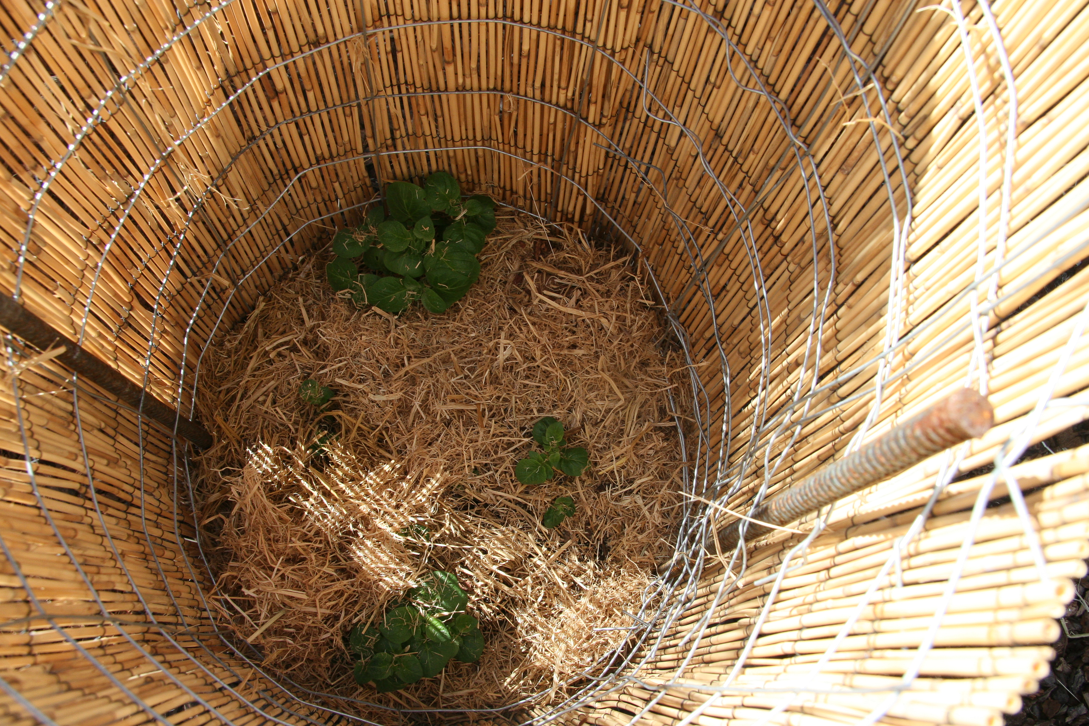 How to Grow Potatoes in Towers Sunset Magazine