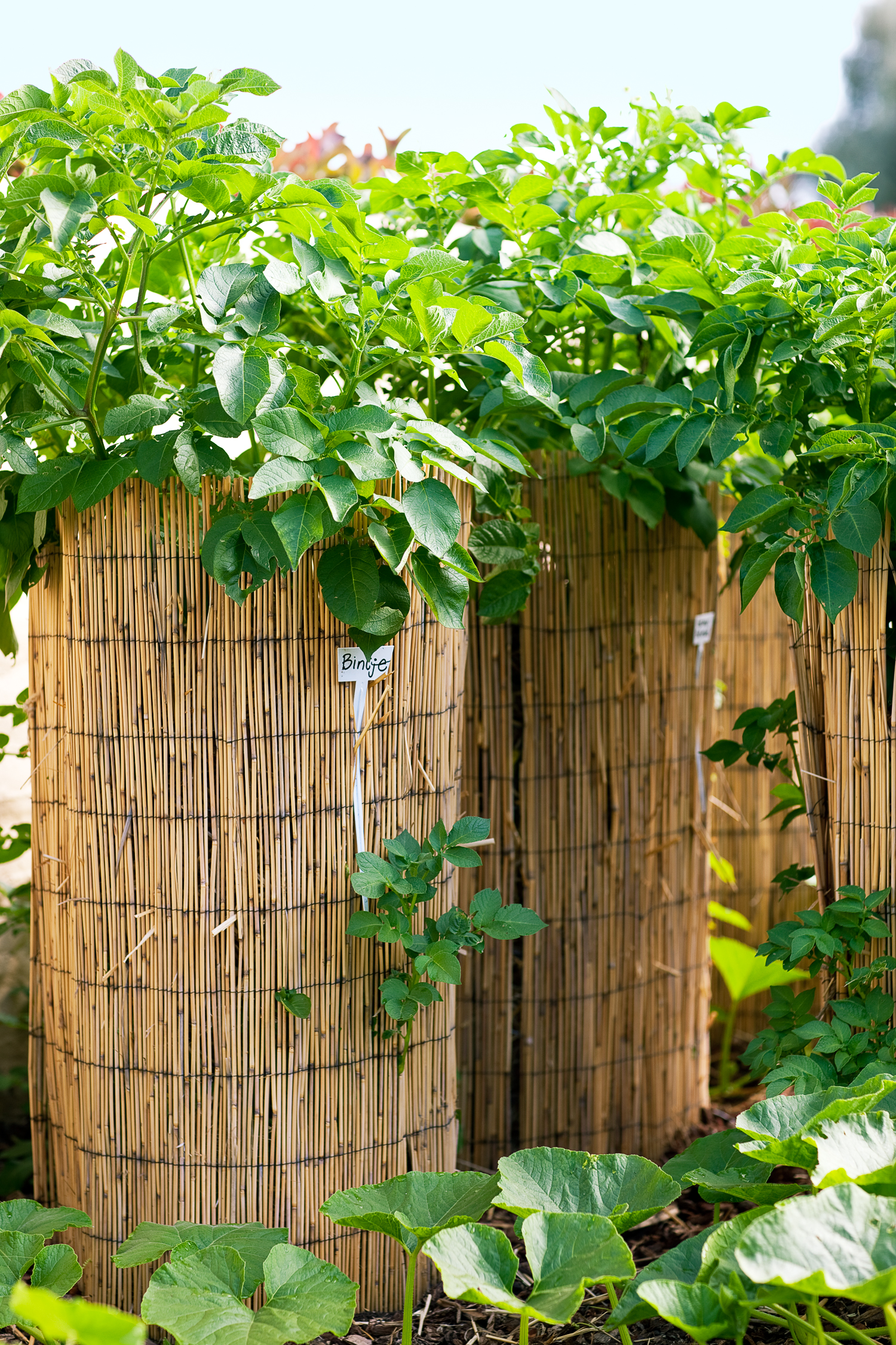 potato-towers-great-tip-from-the-test-garden