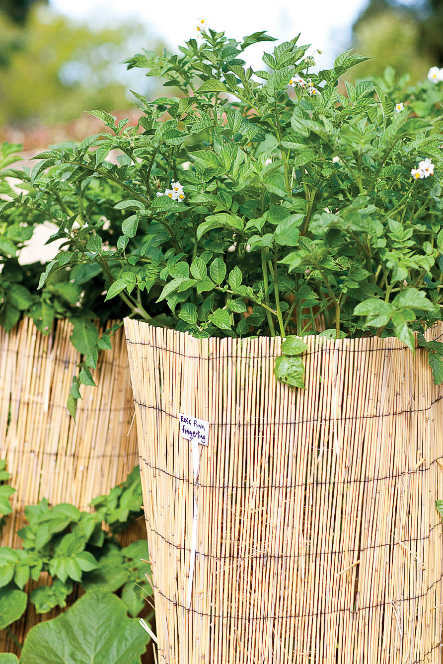 potato-towers-flowers