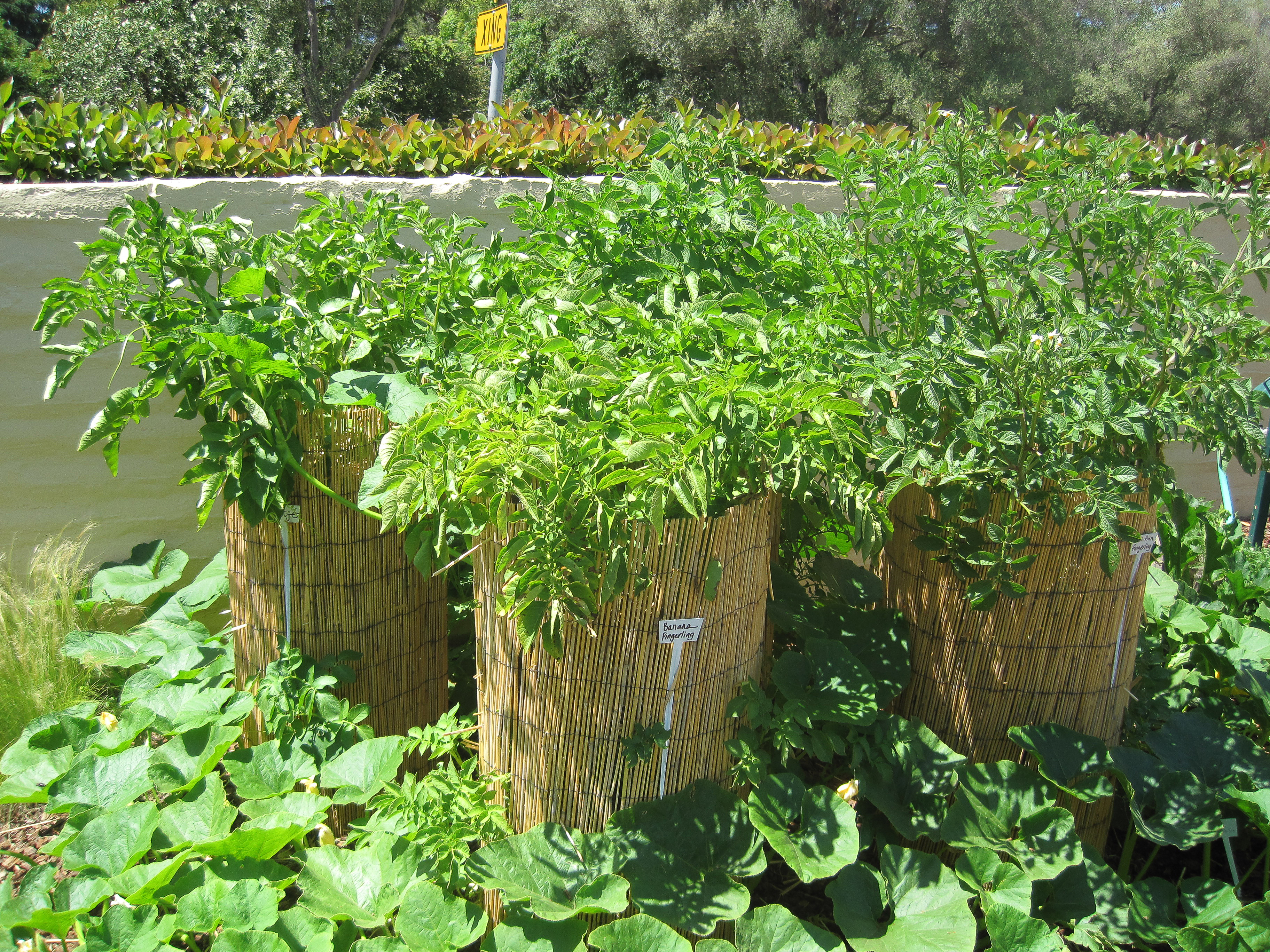 potato-towers-the-explosion