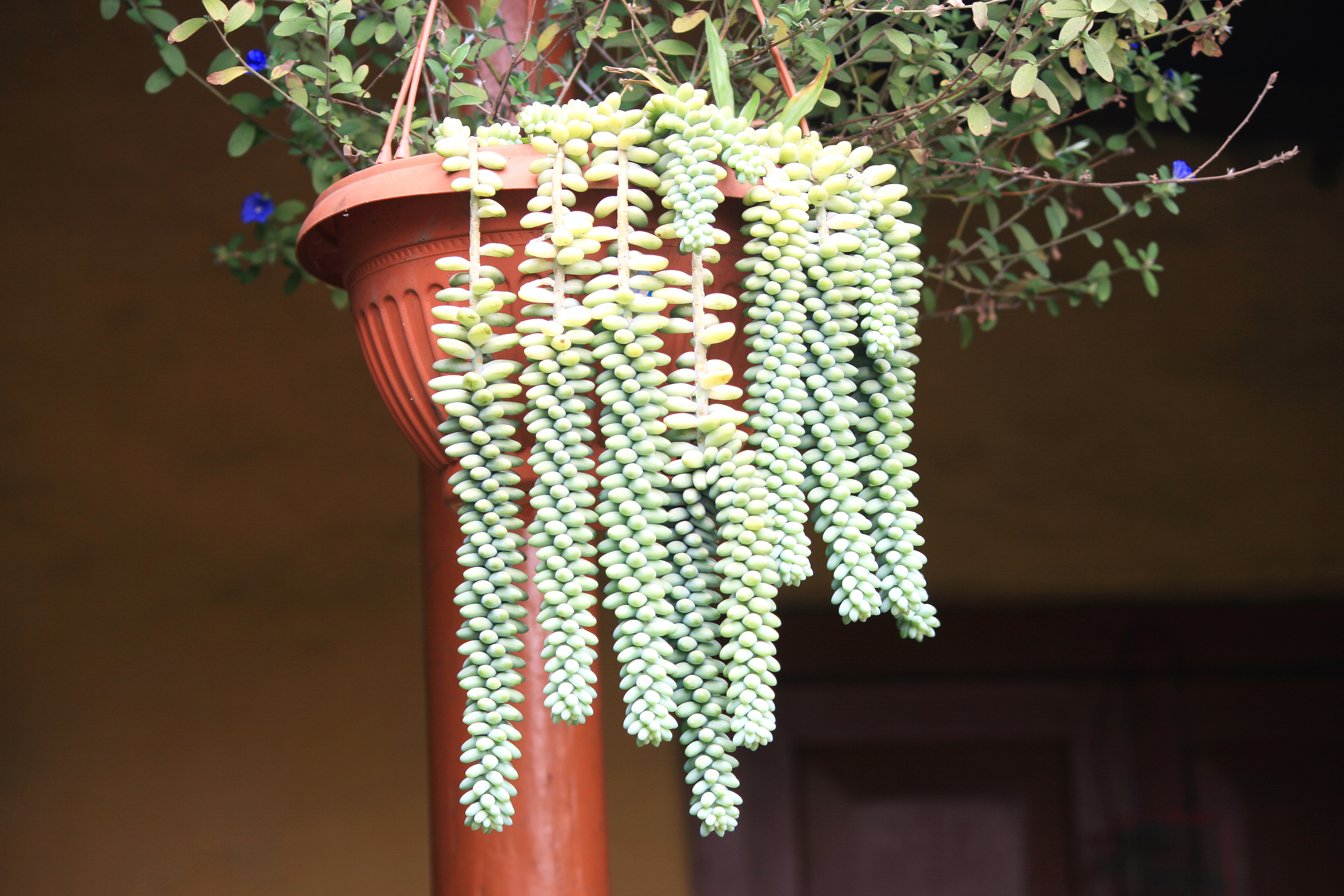 sedum-morganianum-donkey-tail