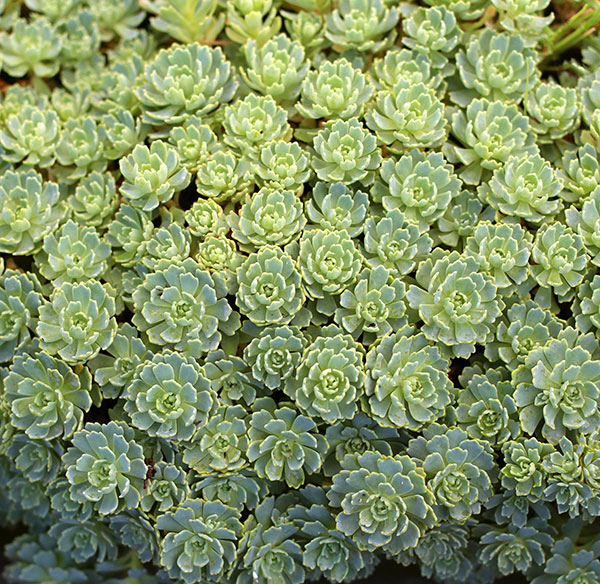 sedum-pachyclados-gray-stonecrop
