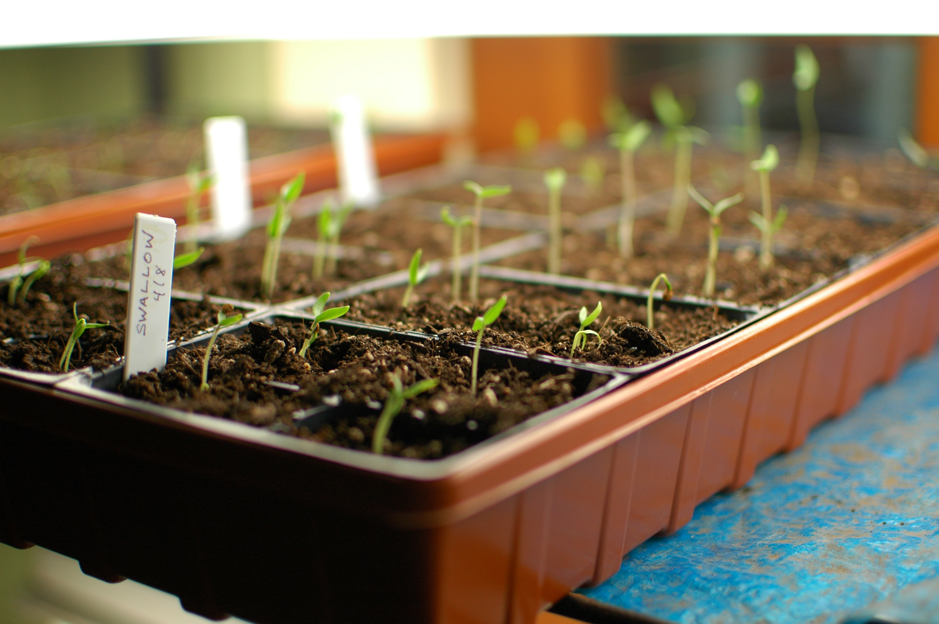 How to Start Seeds Indoors