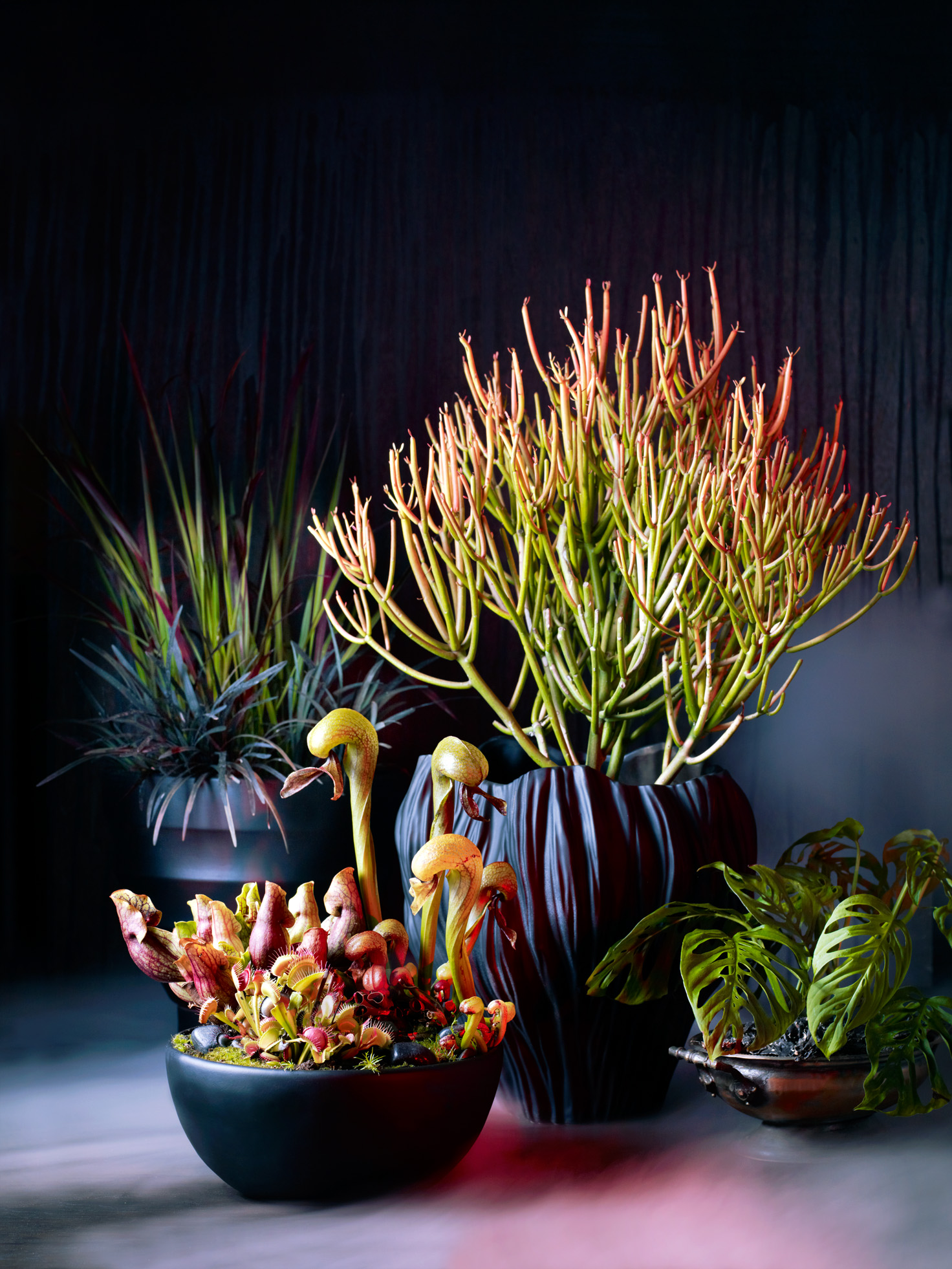 Spooky Plants for Halloween Decorating Sunset Magazine