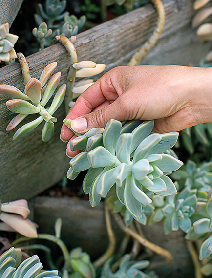 How to use succulents