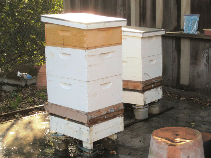 Small hive beetles are the newest pest in our beehives.